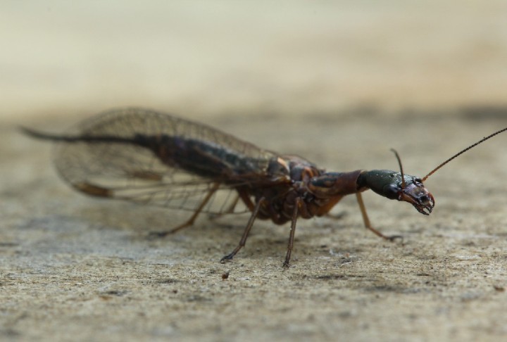 Snakefly